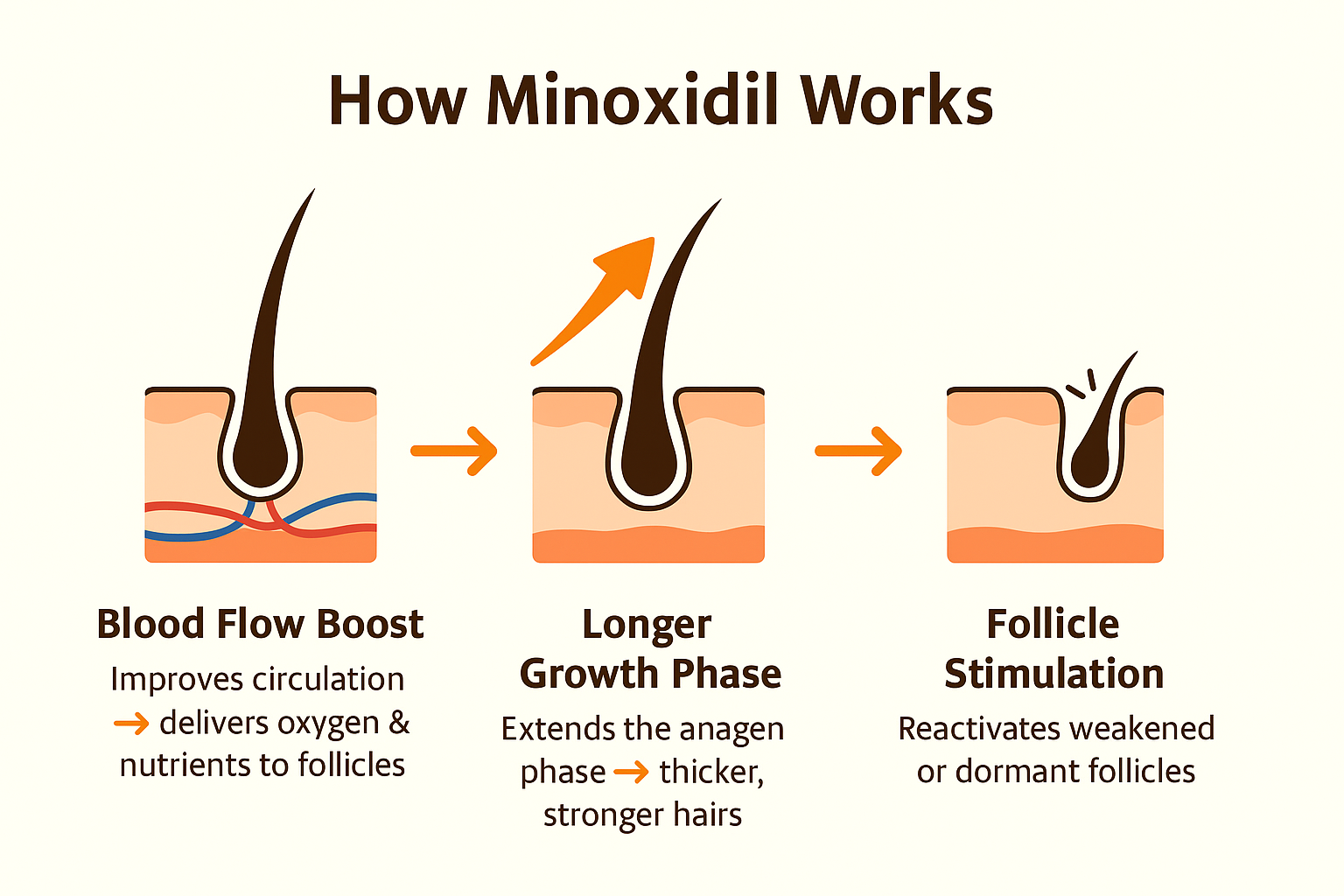 how does minoxidil work?